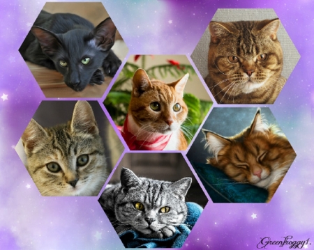 CATS COLLAGE