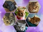 CATS COLLAGE