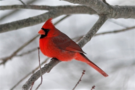 Cardinal on Tree Branch