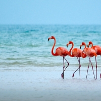 Flamingos