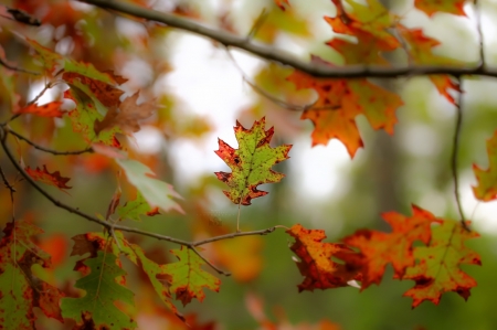 Fall - nature, leaf, fall, autumn