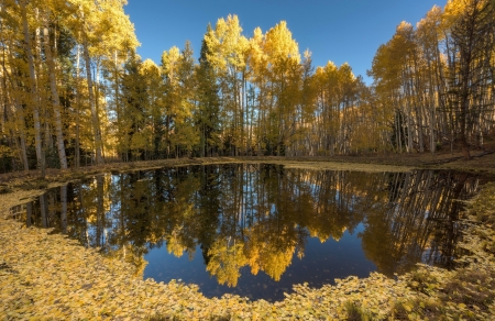 Fall Reflection - nature, fall, autumn, reflection