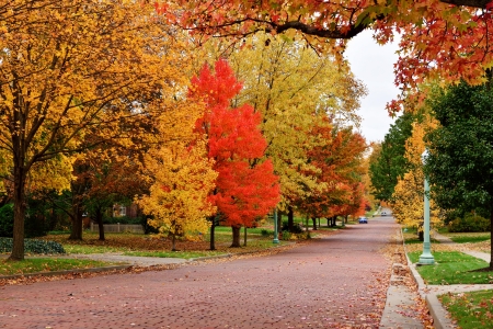 Autumn Scene - autumn colors, autumn scene, scenic autumn, autumn glory