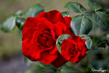 ROSE ON ROSE - image, red, rose, heart