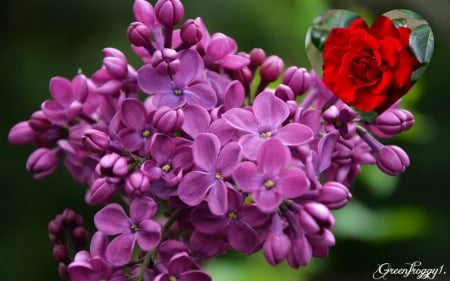 LILACS WITH ROSE - image, rose, abstract, lilacs