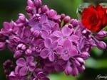 LILACS WITH ROSE