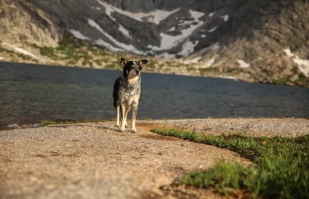 Dog - Dog, lake, animal, nature