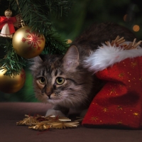New Year's cat