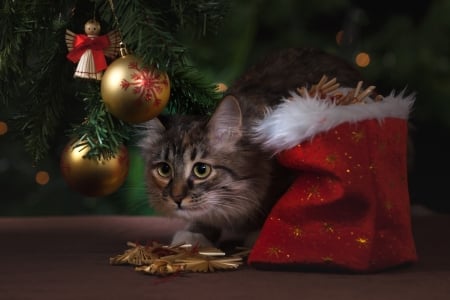 New Year's cat - new year, fir, toys, cat, holiday, fur-tree, christmas