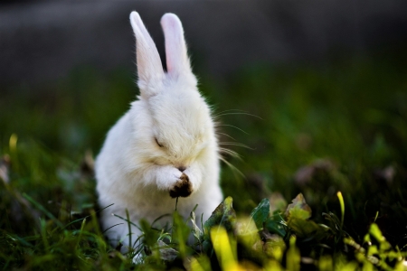 Rabbit - ear, rabbit, animal, bunny