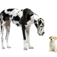 Great Dane with a puppy