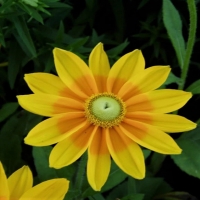 Yellow Rudbeckia