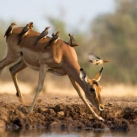 South African Impala