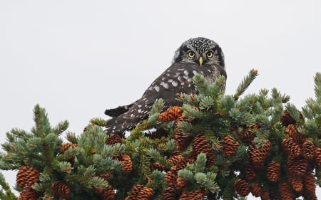 Owl - owl, bird, green, pasare, bufnita, pine cone