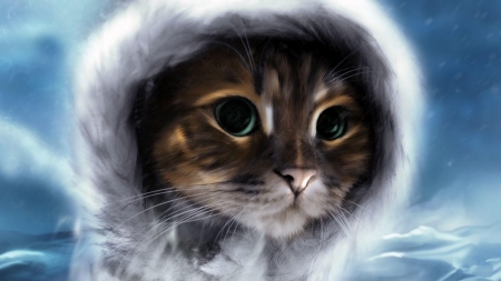 Winter cat - fantasu, winter, hood, cat, pisica, animal, funny, iarna, face