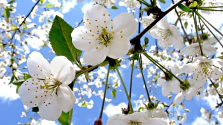 Blossoms - white, blossom, green, spring, flower