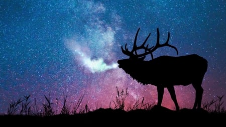 Deer - winter, blue, silhouette, pink, stars, horns, black, animal, deer, iarna, luminos, sky