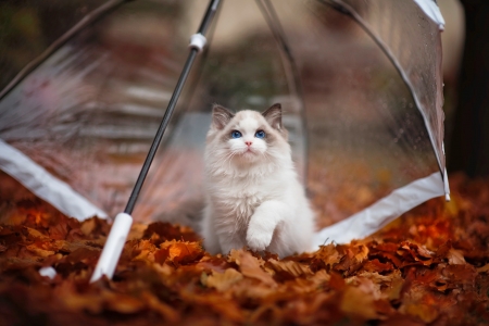 Autumn ragdoll kitty - ragdoll, leaves, fluffy, pet, umbrella, kitten, rain, sweet, cat, fall, white, autumn, cute, adorable, foliage, park, kitty