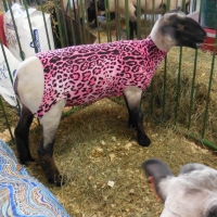 Ohio County Fair: Designer Sheep! :D