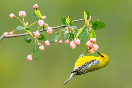 Blue Winged Warbler - blossoms, warbler, animals, bird