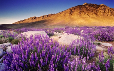 •ღ✿ღ• - landscape, lavender, nature, view