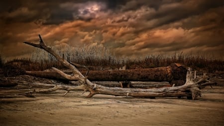 â€¢áƒ¦âœ¿áƒ¦â€¢ - dahan kayu, nature, view, brown