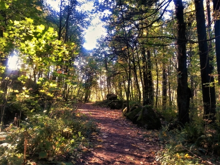 A Walk in the Woods - beauty, autumn, hiking trail, path, nature, hike, fall, forest, trail, woods, walk