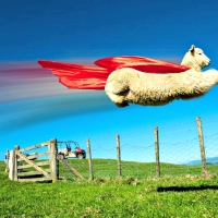 Flying Sheep