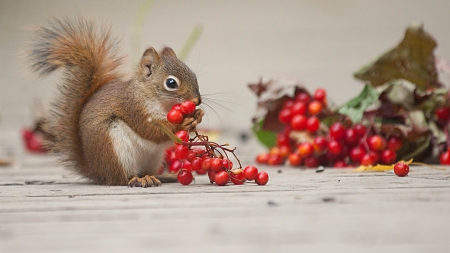 squirrel with berries - rodent, viburnum, animal, protein, berries