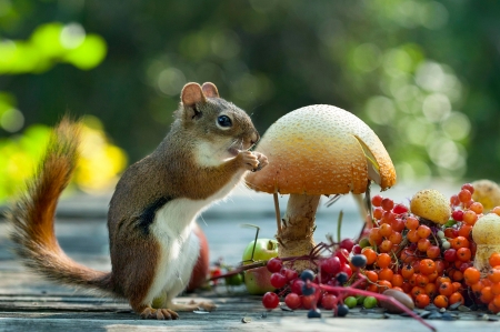 squirrel with forest gifts - berries, bokeh, rodent, mountain ash, animal, mushroom, viburnum, squirrel