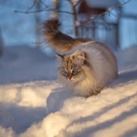 on the first snow