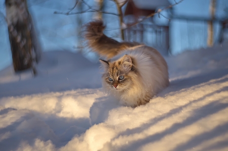 on the first snow - snow, winter, animal, cat