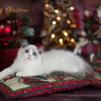 a cat on pillows