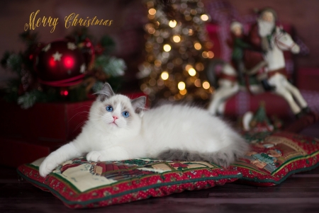 a cat on pillows - cat, pillows, animal, holiday, ragdoll, christmas