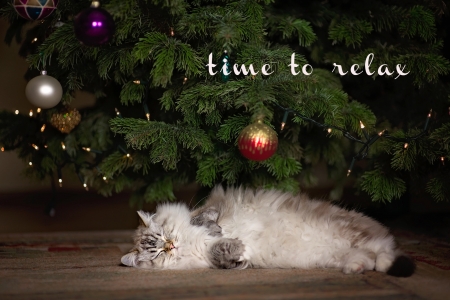 Time To Relax - branches, cub, toys, ragdoll, tree, christmas, animal, holiday, kitten, new year