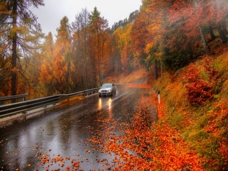 Rainy Autumn Road - Trees, Autumn, Leaves, Road, Auto