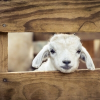 Little lamb