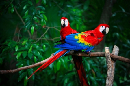 Red Macaw - pair, forest, parrots, birds