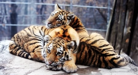 Tiger cubs - paw, cub, couple, pisica, tigru, pui, animal, tiger, cute, big cat