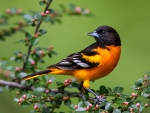 Oriole