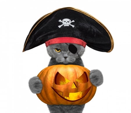 Happy Halloween! - paw, cat, pumpkin, hat, funny, pisica, halloween, card, animal, pirate