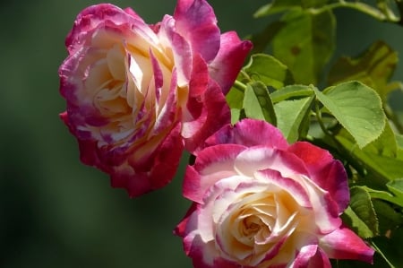 Pink Roses - flowers, roses, pink, nature