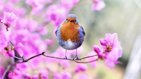 Bird on Pink Flowers F - wildlife, wide screen, animal, bird, beautiful, flowers, photo, avian, photography