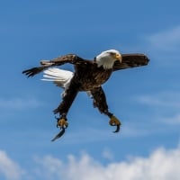 Bald Eagle - Bird