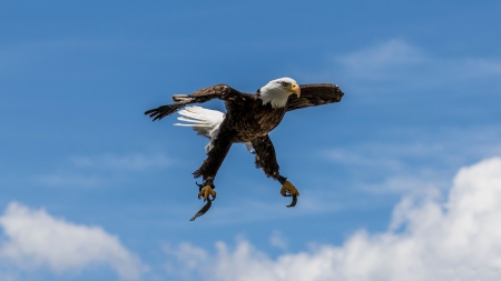 Bald Eagle - Bird - wide screen, wildlife, bald eagle, photography, bird, avian, beautiful, animal, photo, raptor