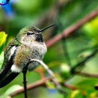 Fluffy Hummingbird - Bird