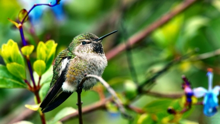 Fluffy Hummingbird - Bird - wildlife, wide screen, hummingbird, animal, bird, beautiful, photo, avian, photography