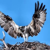 Osprey - Bird