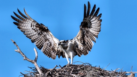 Osprey - Bird - bird, avian, beautiful, photography, photo, raptor, wide screen, animal, wildlife