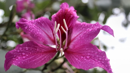 Bauhinia Orchid Tree - love, wide screen, beauty, orchid, photography, floral, beautiful, romance, photo, flower